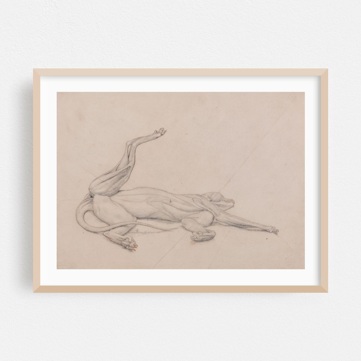 Tiger, Recumbent, Viewed Ventrally (1795 to 1806) – image 1 of 6