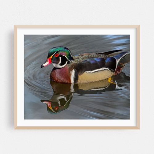 Wood Duck