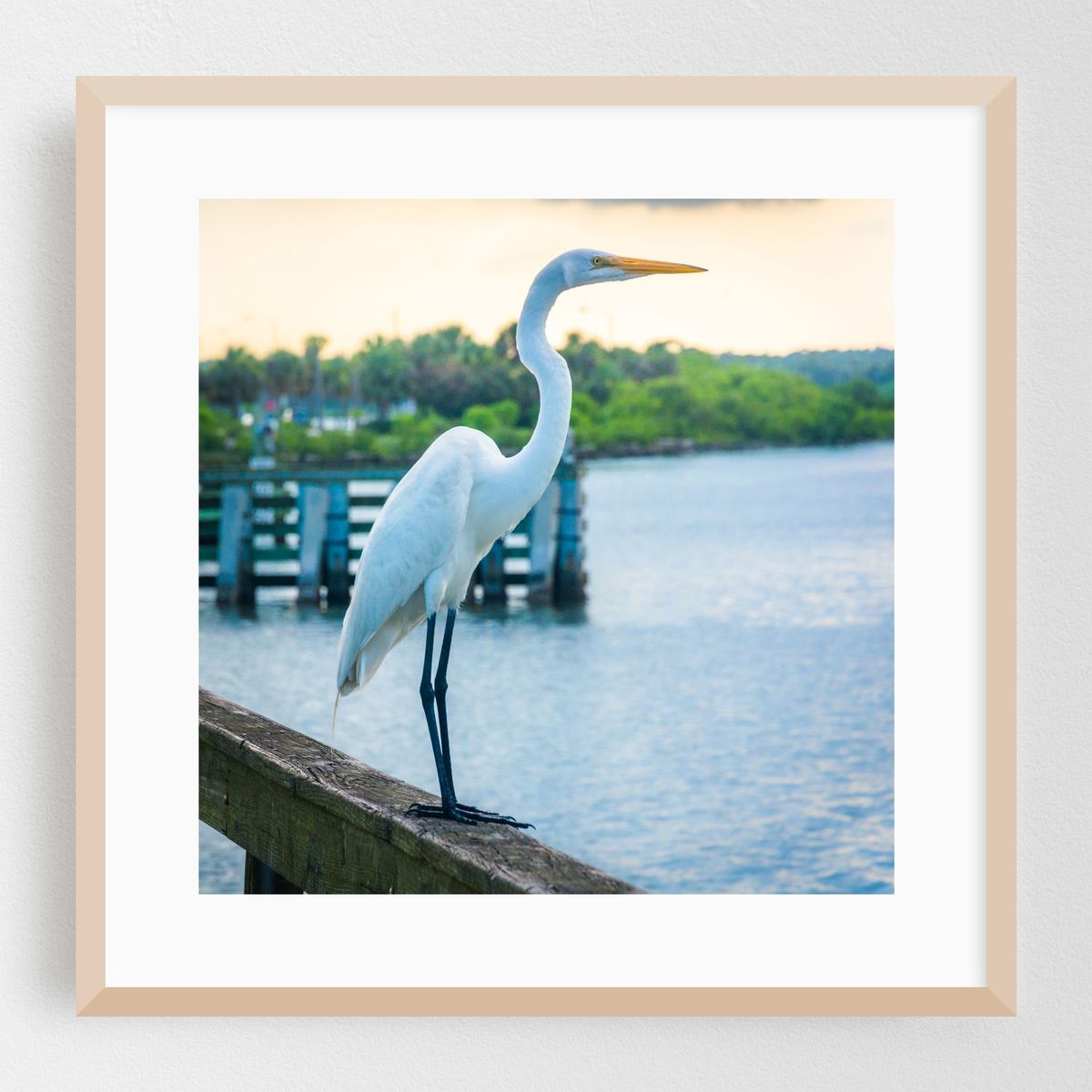 Egret On A Pier, Miami 01 – image 1 of 8