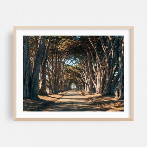 Cypress Tree Tunnel, Point Reyes 02