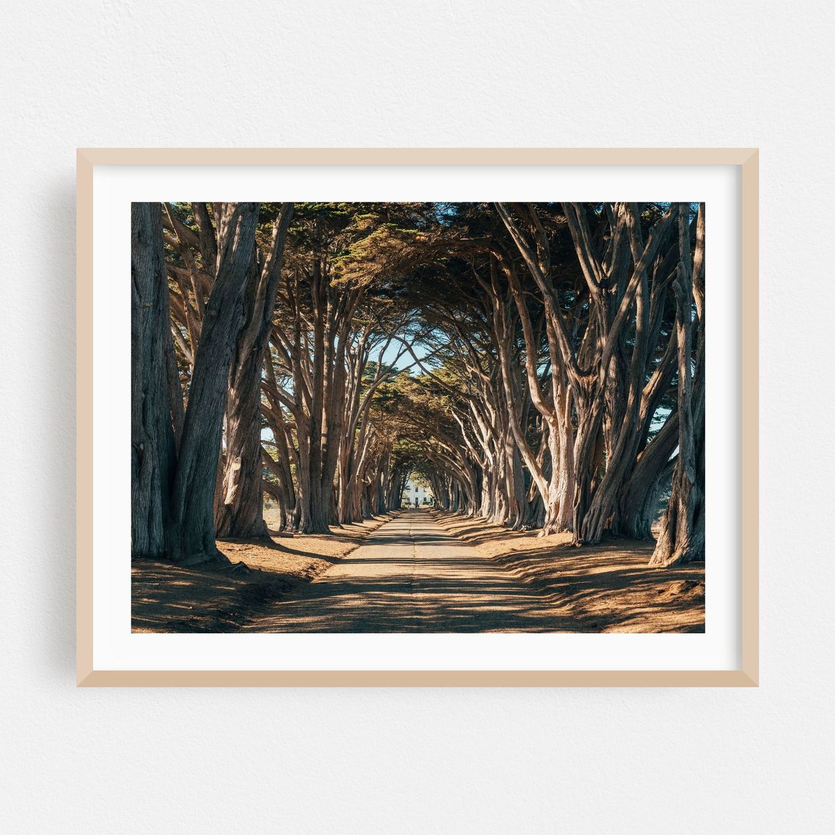 Cypress Tree Tunnel, Point Reyes 02 – image 1 of 3