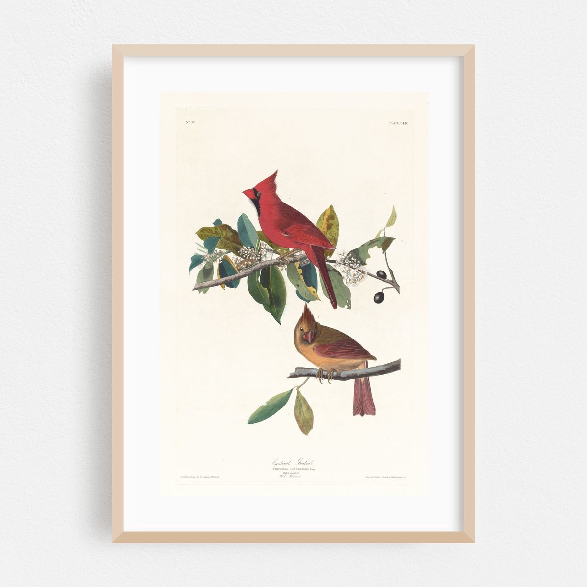 Cardinal grosbeak (1827–1838) – image 1 of 16