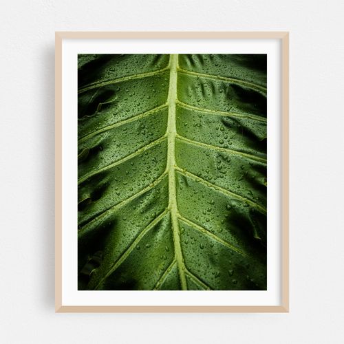 Balboa Park Foliage, San Diego 02
