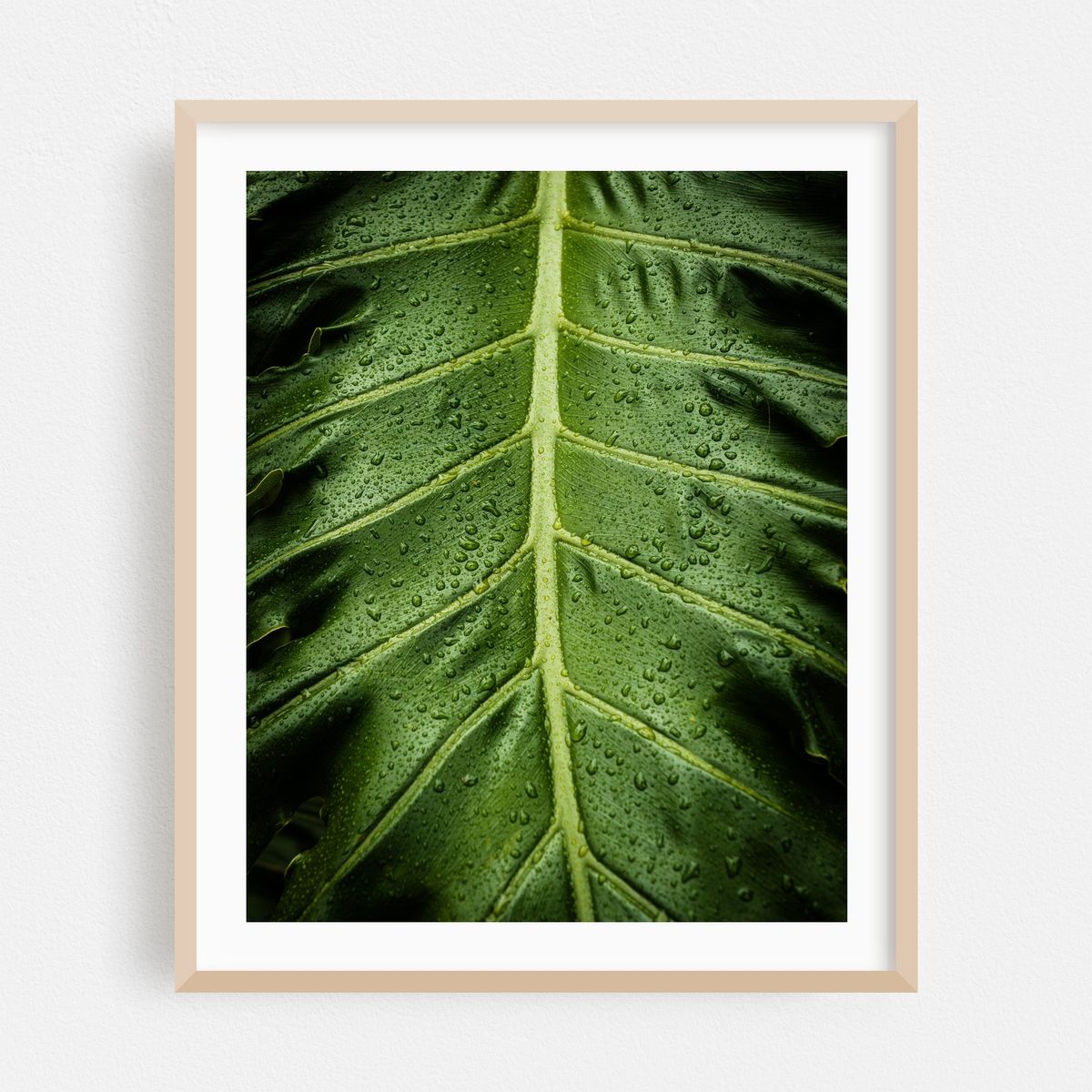Balboa Park Foliage, San Diego 02 – image 1 of 12