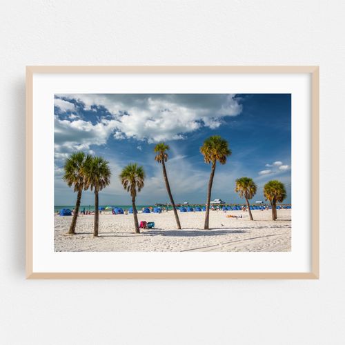 Clearwater Palms