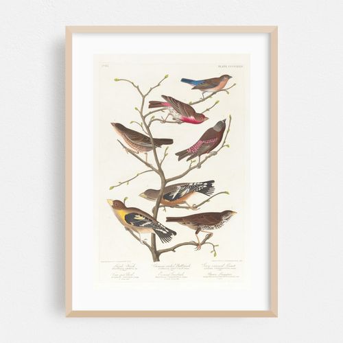 Lazuli finch. Crimson-necked bull finch. Grey-crowned linnet. Cow-pen bird. Evening grosbeak. Brown longspur (1827–1838)