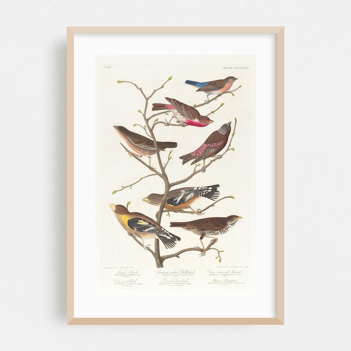 Lazuli finch. Crimson-necked bull finch. Grey-crowned linnet. Cow-pen bird. Evening grosbeak. Brown longspur (1827–1838) – image 1 of 16