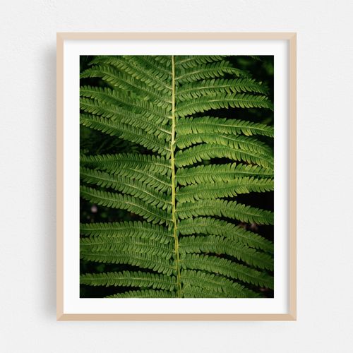 Ferns at Arcadia, Easthampton 01