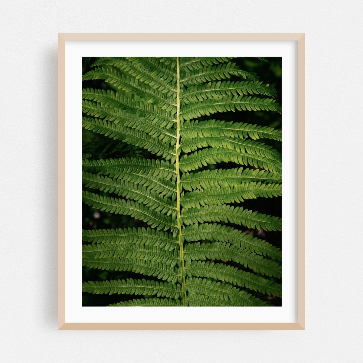 Ferns at Arcadia, Easthampton 01 – image 1 of 12