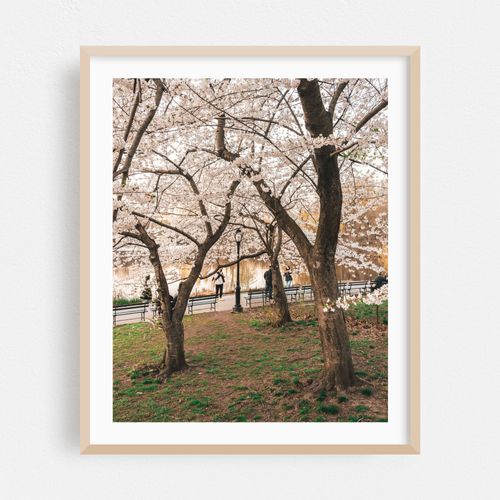 Cherry Blossoms, Central Park 04