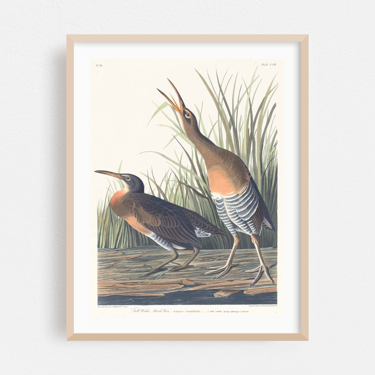 Salt water marsh hen (1827–1838) – image 1 of 3