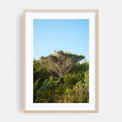 Tree on Fire Island