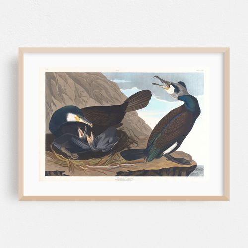 Common cormorant (1827–1838)