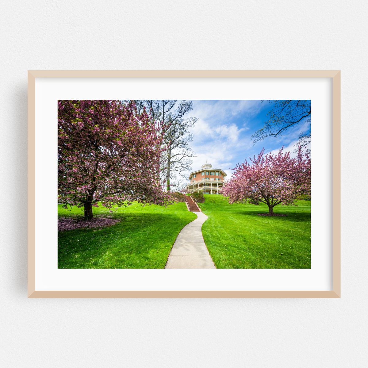 Spring Colors at Johns Hopkins, Mount Washington – image 1 of 6