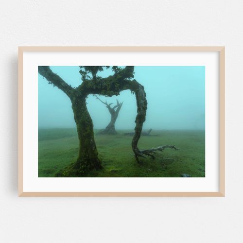 The Valley of Lost Souls - Fanal Laurel Forest of Madeira Island 3