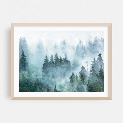 Evergreen Fog