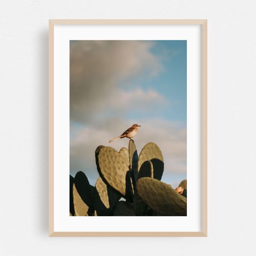 Little Bird