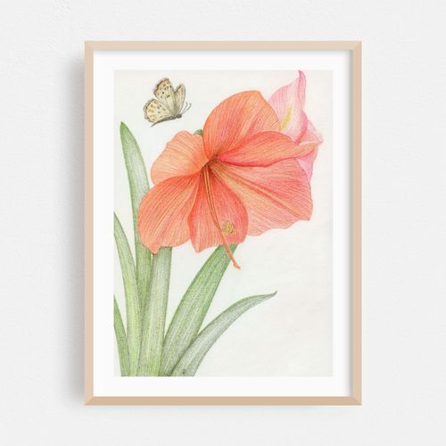 Amaryllis with Butterfly