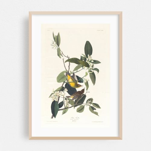 Palm warbler (1827–1838)