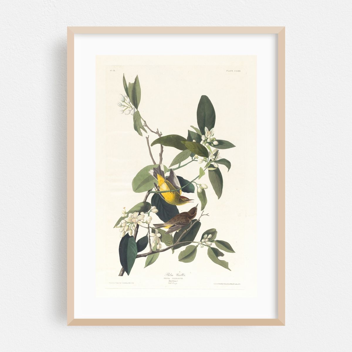 Palm warbler (1827–1838) – image 1 of 16