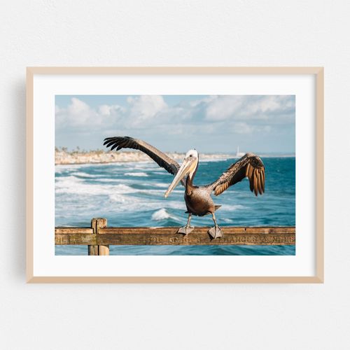 Pelican, Oceanside 02