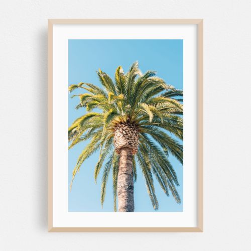 Palm Tree, Santa Barbara