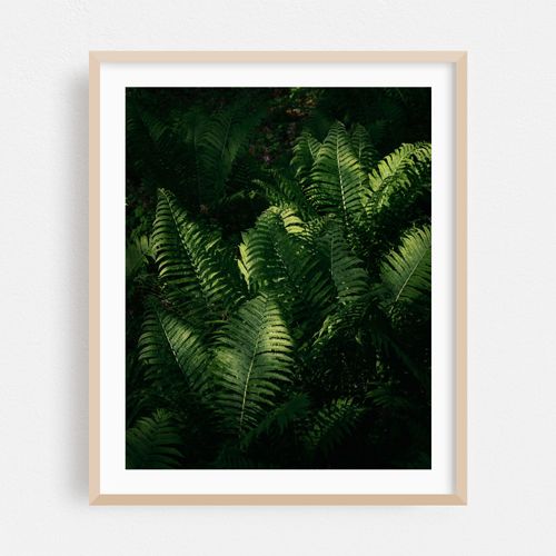 Ferns at Arcadia, Easthampton 02