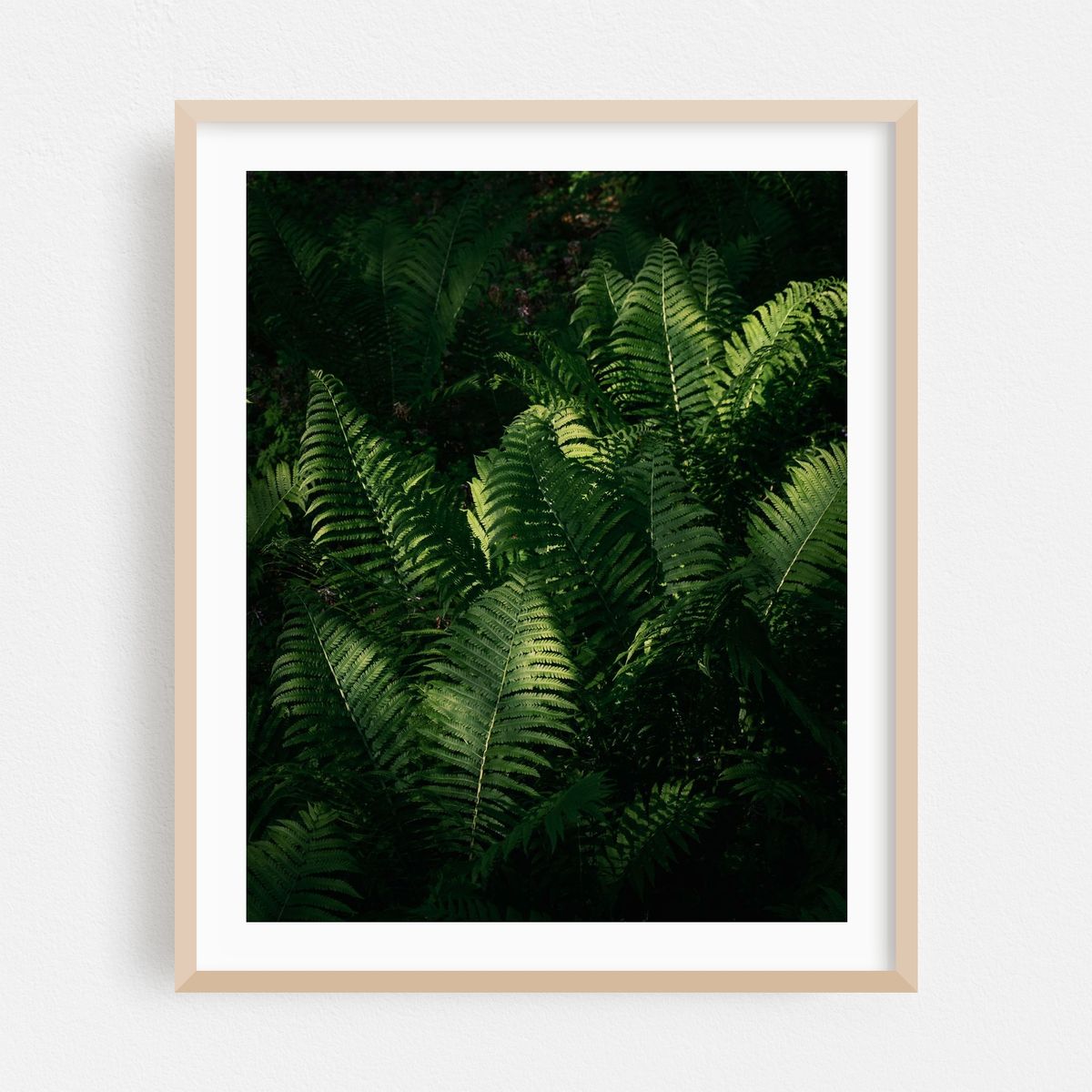 Ferns at Arcadia, Easthampton 02 – image 1 of 12