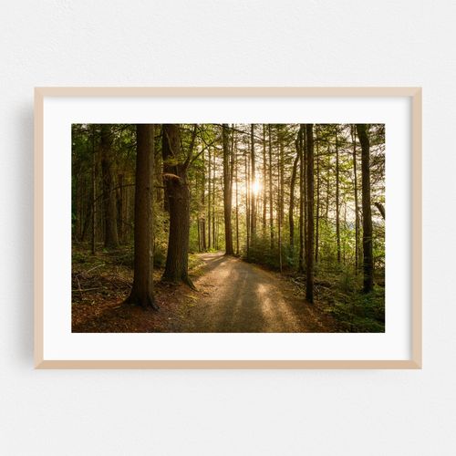 Forest Walk 02