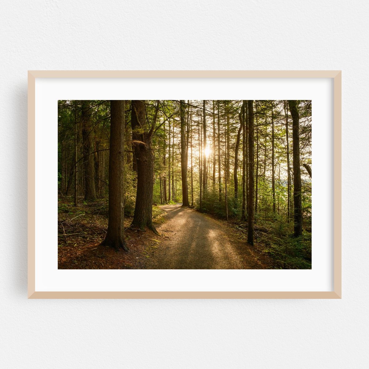 Forest Walk 02 – image 1 of 6