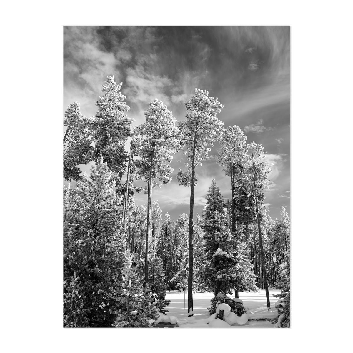 Guardians of Yellowstone – image 1 of 2