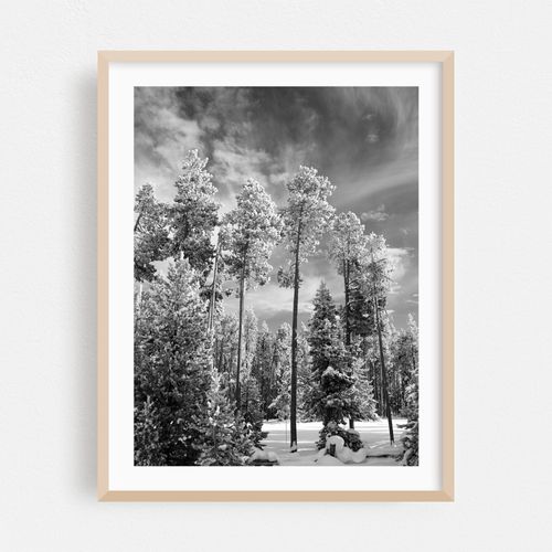 Guardians of Yellowstone