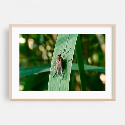 Fly on Plant Leaf 01