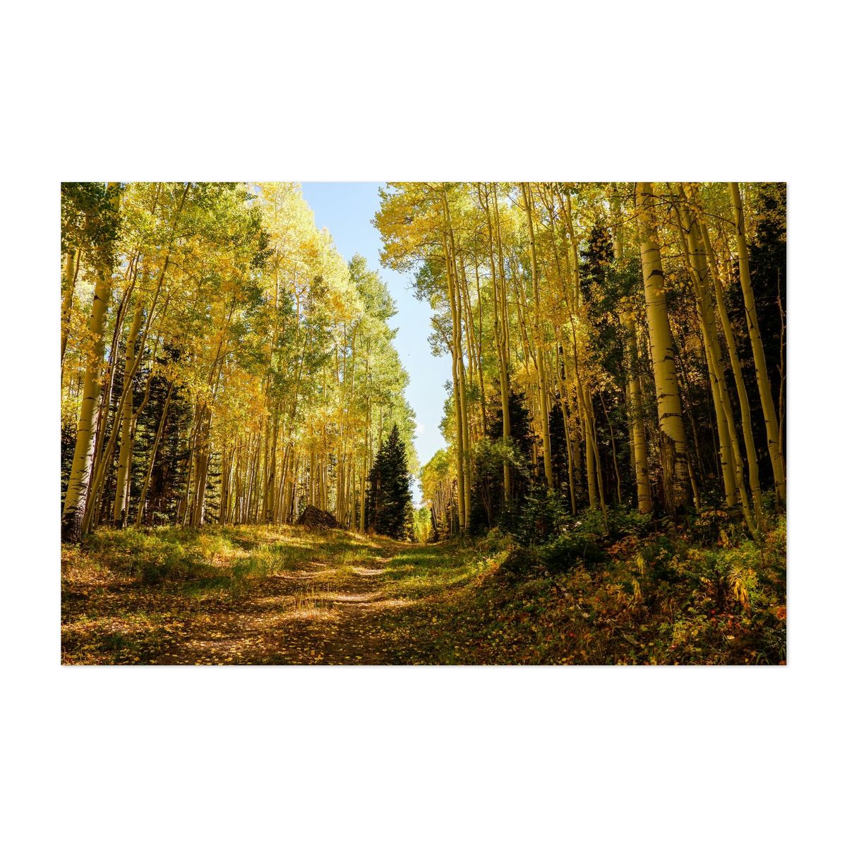Aspen trees in Telluride – image 1 of 2