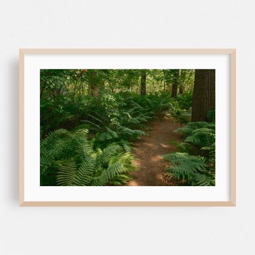 Ferns on Partridge Island Trail, Lynnfield 02