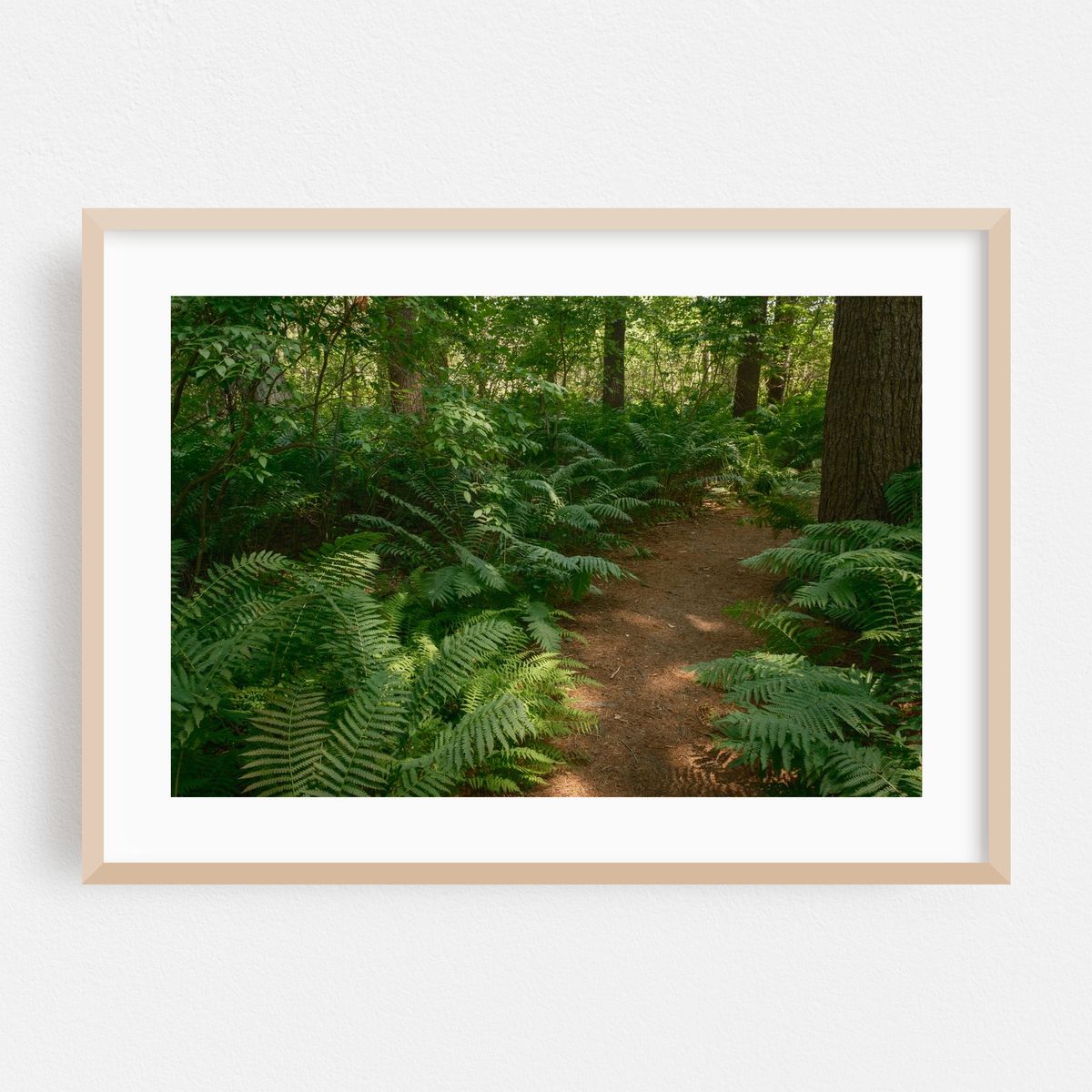 Ferns on Partridge Island Trail, Lynnfield 02 – image 1 of 6