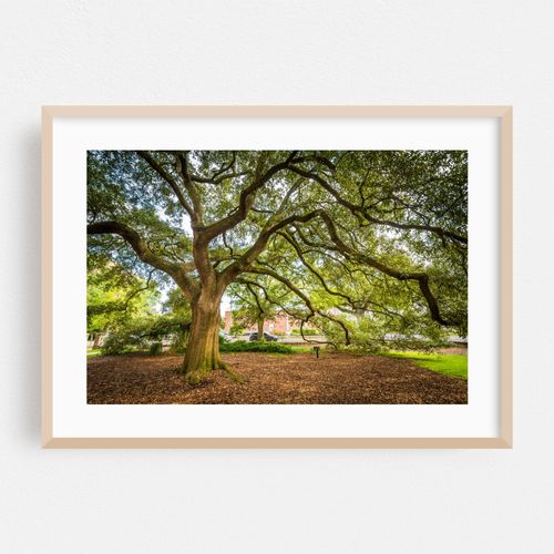 Episcopal Oak