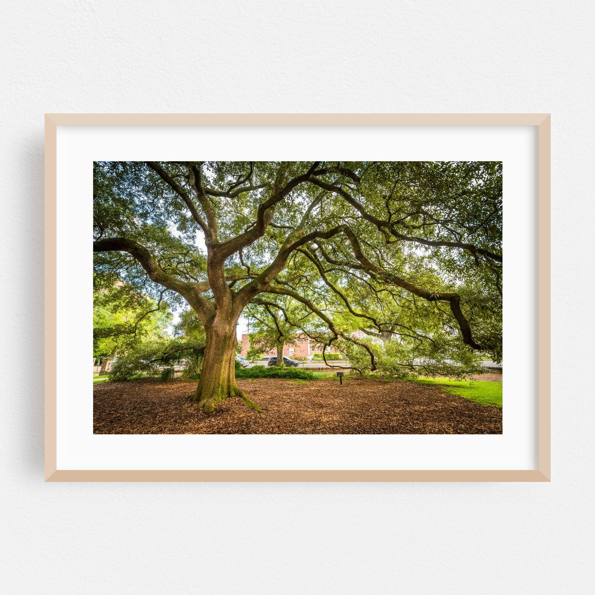 Episcopal Oak – image 1 of 6