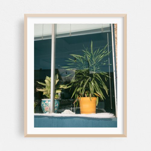 Plants in A Window, Buffalo 02