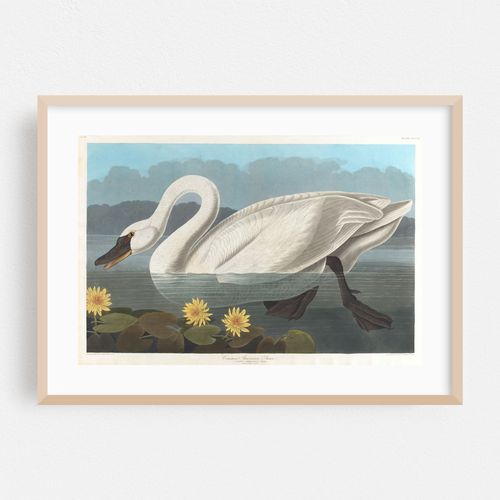 Common American swan (1827–1838)
