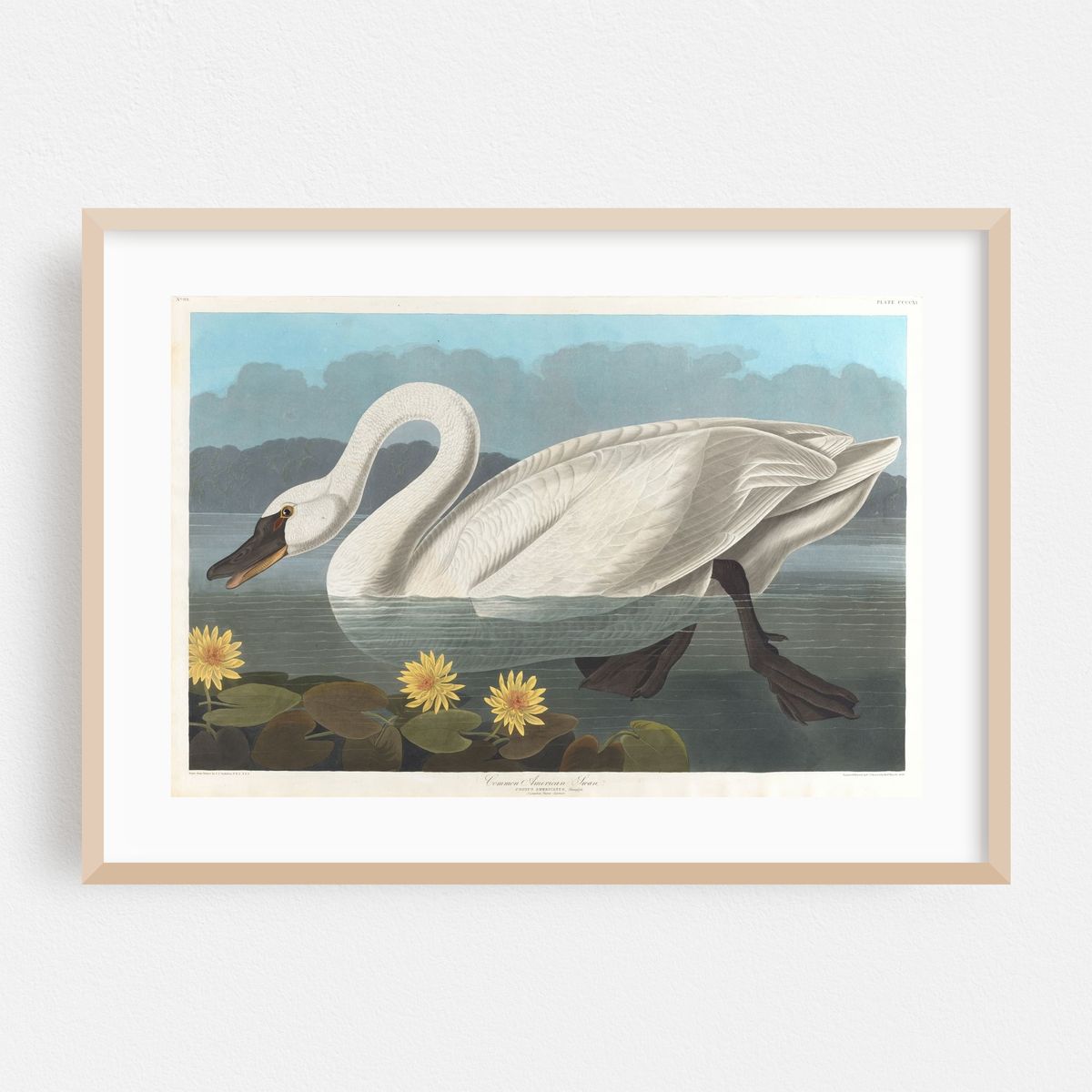 Common American swan (1827–1838) – image 1 of 6