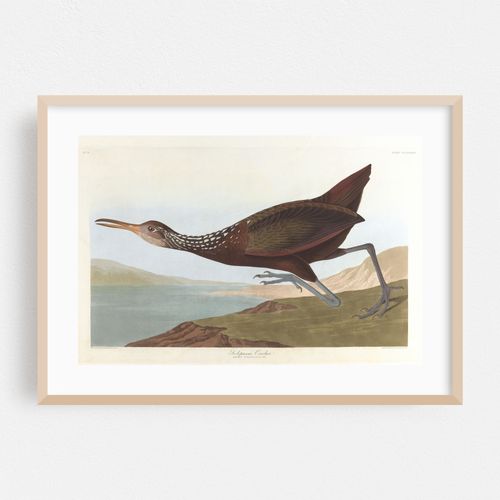 Scolpaceus courlan (1827–1838)