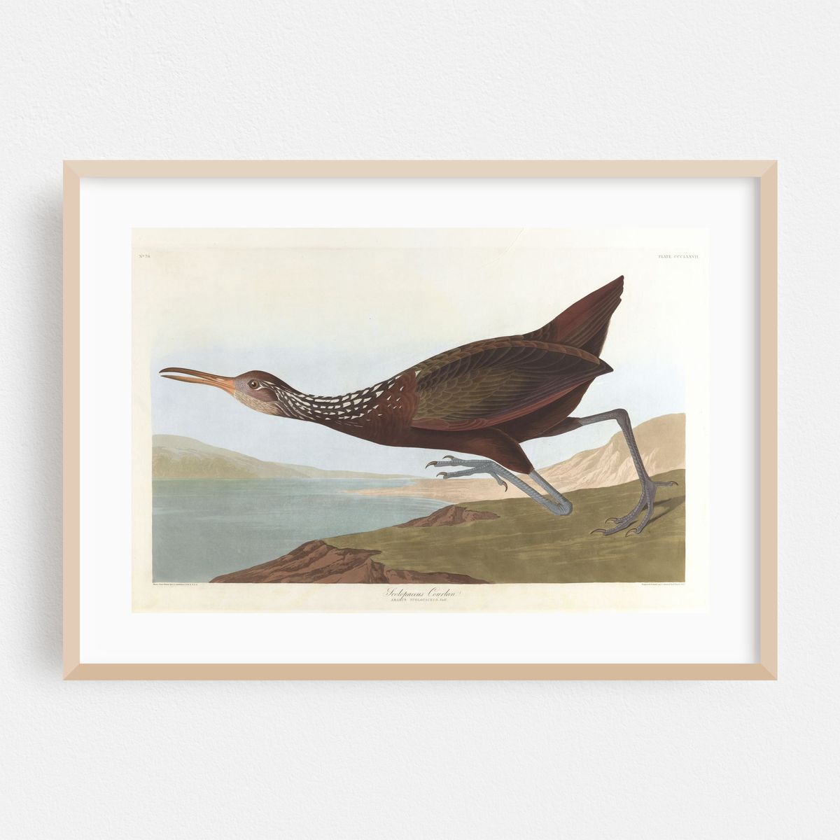 Scolpaceus courlan (1827–1838) – image 1 of 6