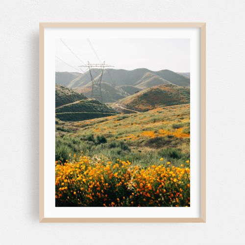 Superbloom Poppies, Lake Elsinore 01