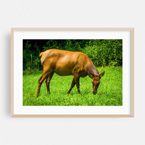 Elk