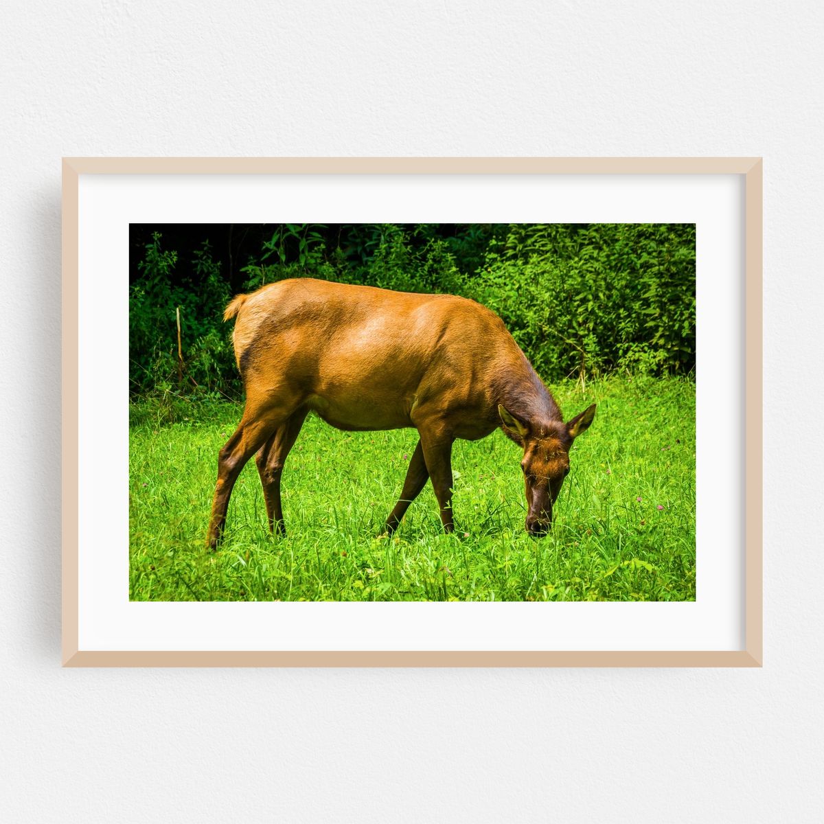 Elk – image 1 of 6