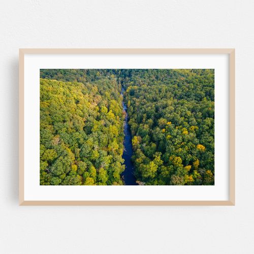 Bird's Eye Gunpowder Falls