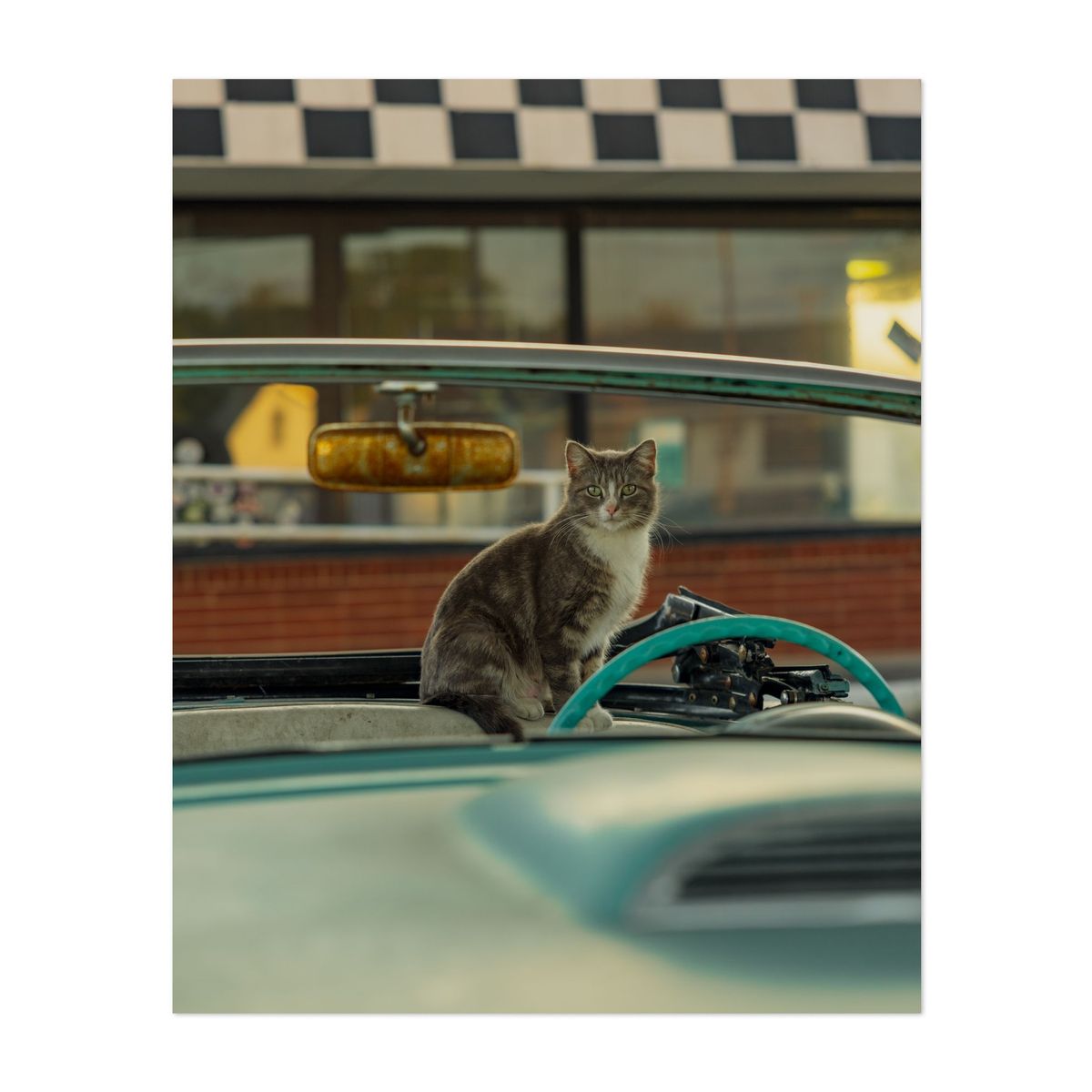 Toonces the Cat – image 1 of 2