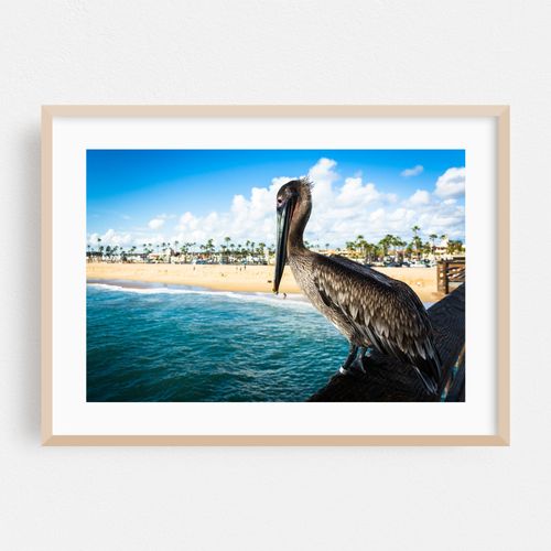Balboa Pier Pelican