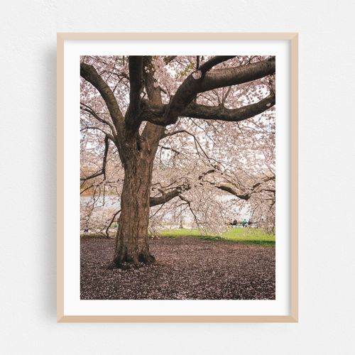 Cherry Blossoms, Central Park 01